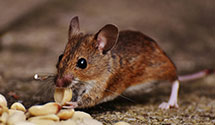 24 Hour & Emergency Exterminators in Hawthorne, CA